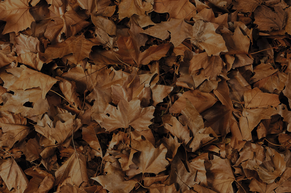 Herbstblätter in braun auf einem Baum