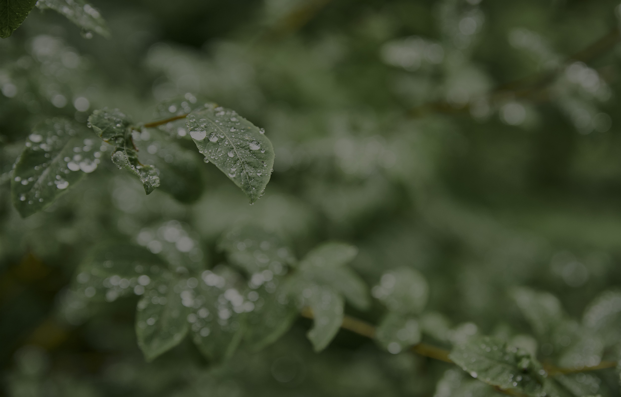 Naturaufnahme eines Zweigs mit nassen Blättern