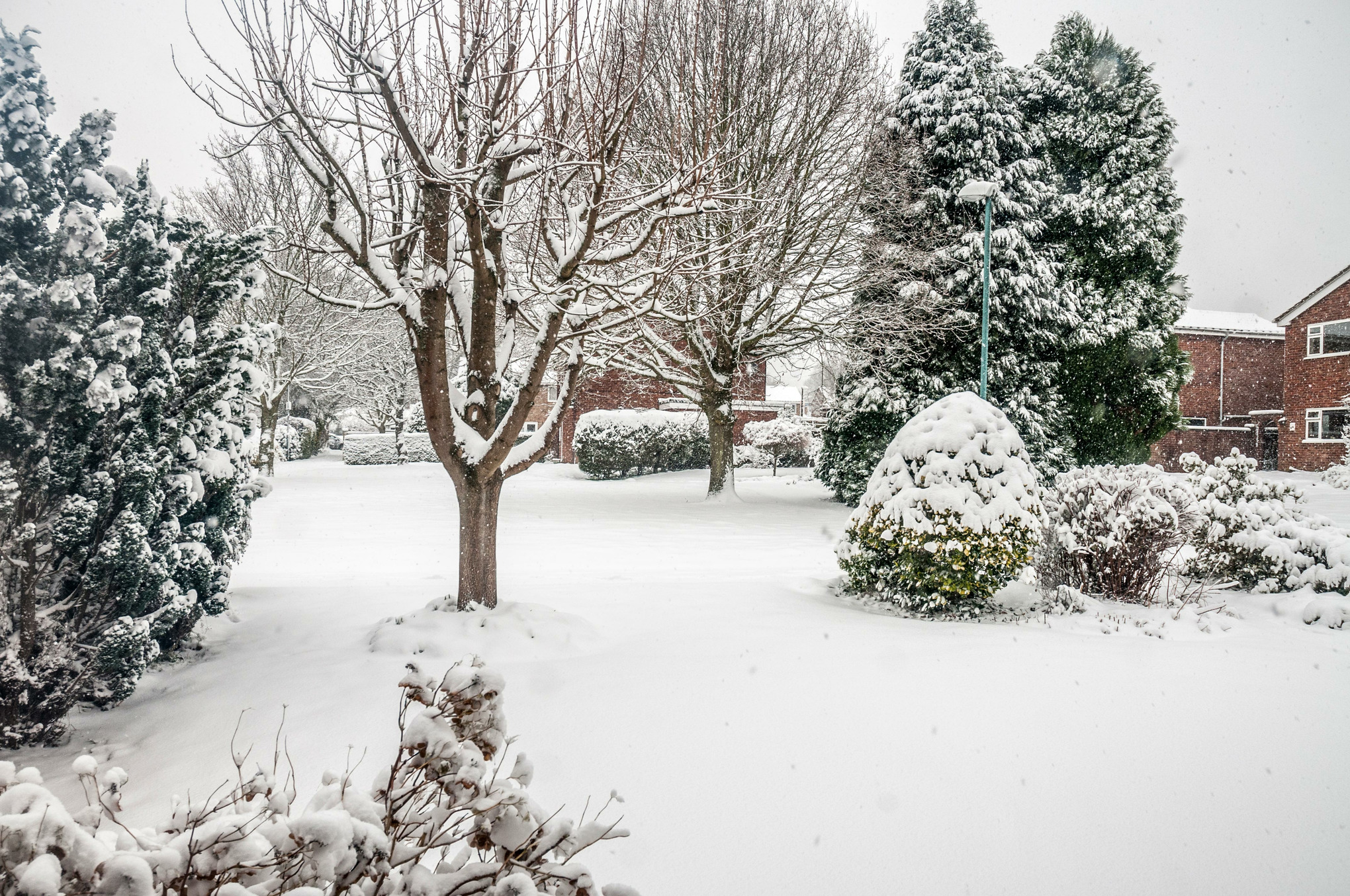 Schneebedeckter Garten