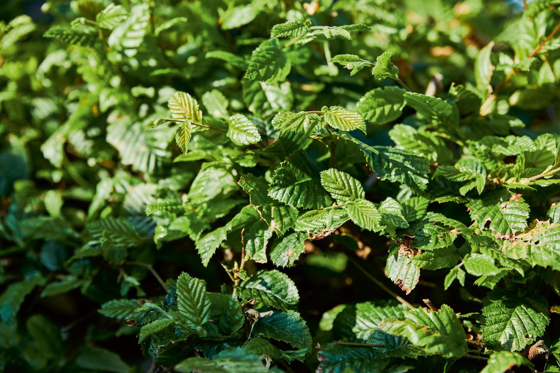 Nahaufnahme der grünen Blätter einer Hainbuchen-Hecke