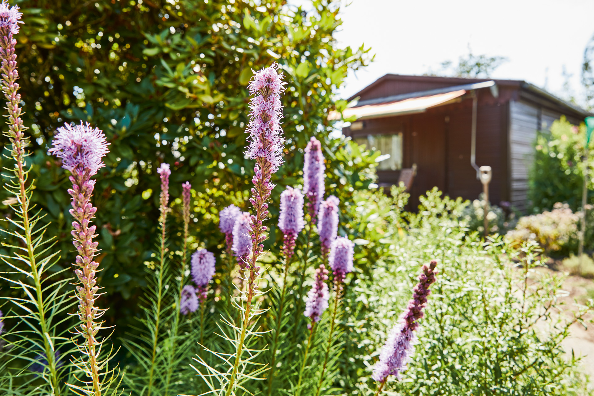 Lila Staudenblüten in einem Garten, im Hintergrund ein Gartenhaus mit Markise