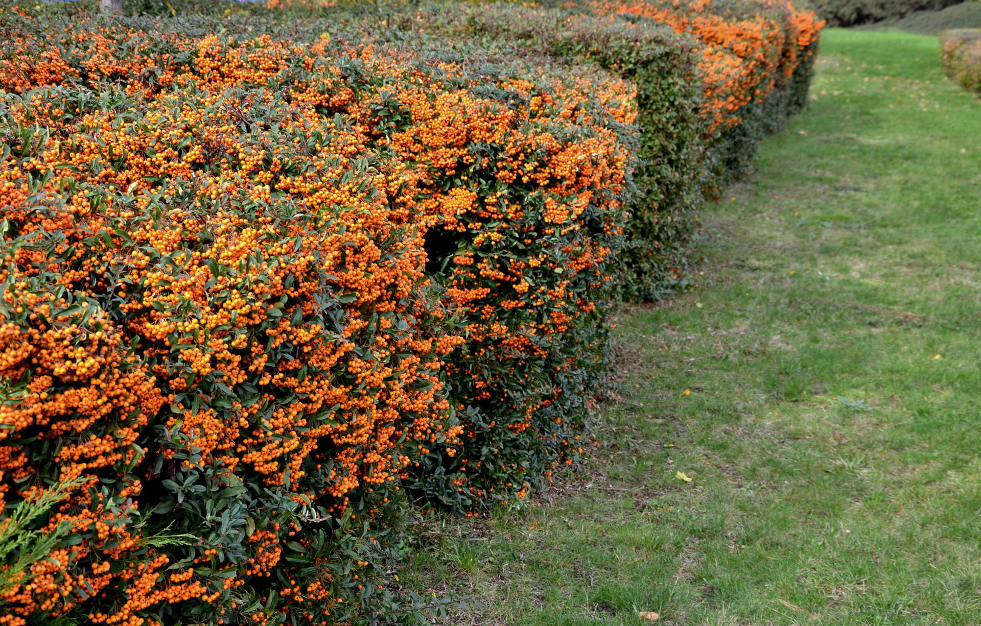 Flache, orange-grüne Feuerdorn-Hecke