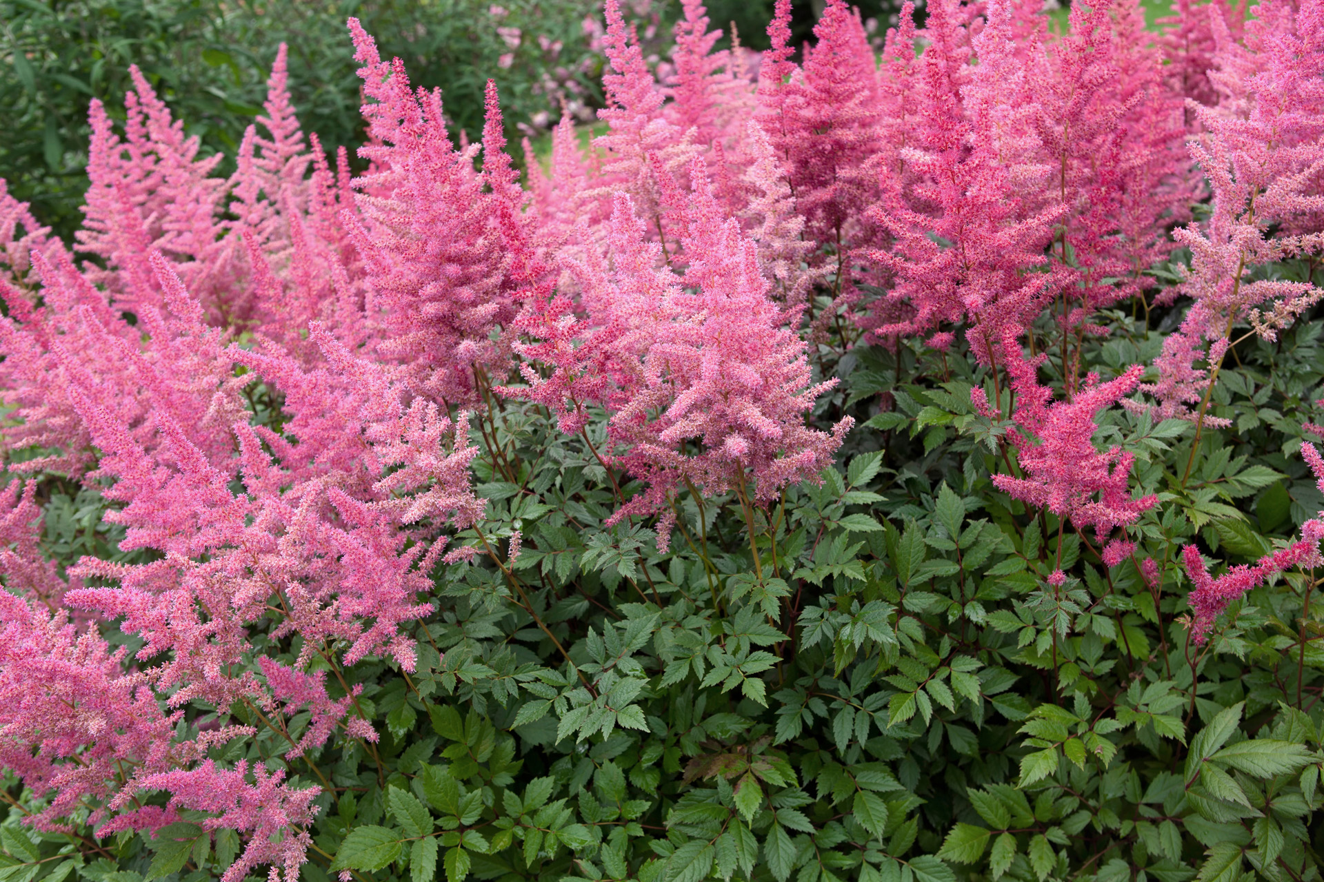 Pink blühende Prachtspiere