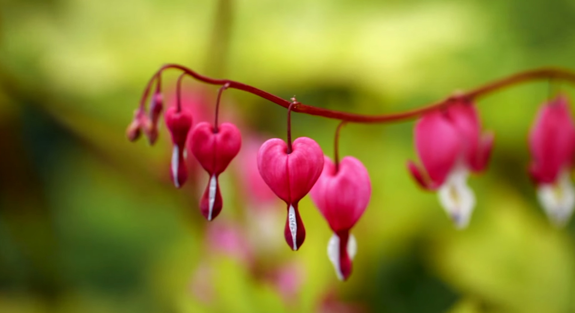 Pinke Blüten in einem Garten im Frühjahr